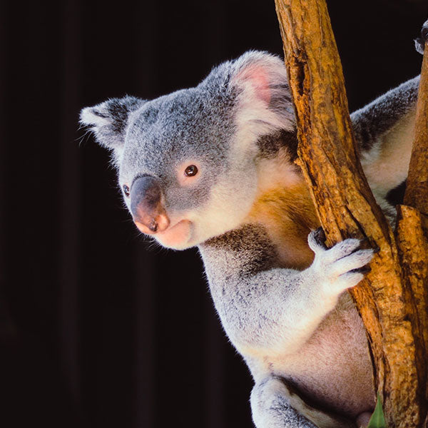 We're donating a month of our profits to bushfire relief